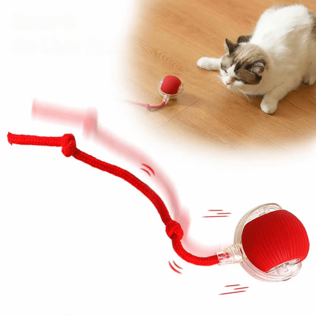 Pfoten FIT - Spaß und Fitness auch wenn Du nicht da bist: Spielball für die Katze, animierter Spielzeug zum Fördern der Bewegung und Aktivität.