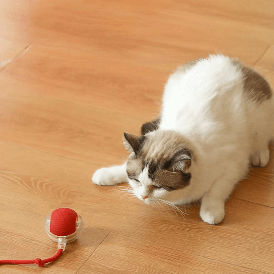 Pfoten FIT - Spaß und Fitness auch wenn Du nicht da bist: Spielball für die Katze, sorgt für stundenlangen Spielspaß und vertreibt Langeweile.