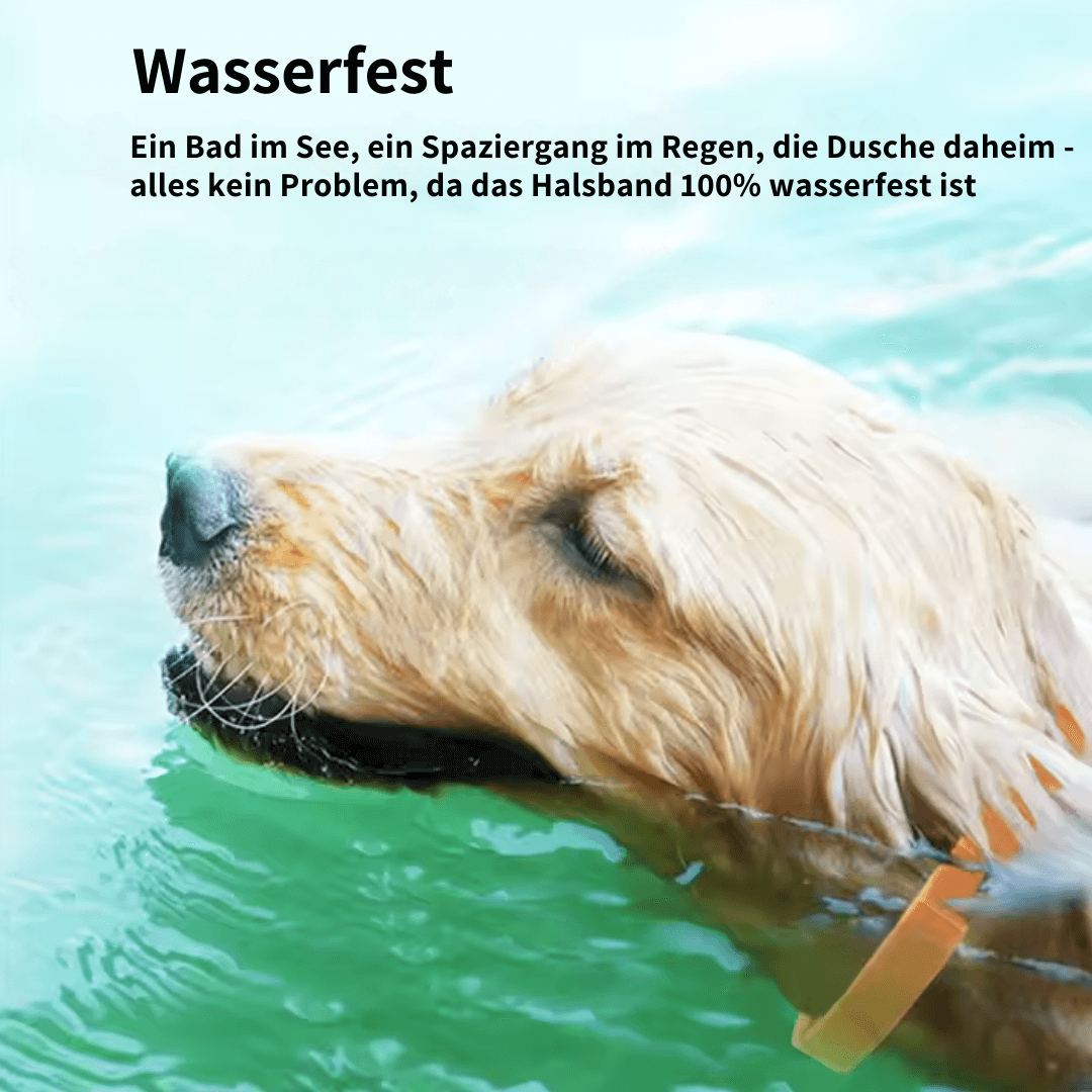 ZECKEN STOPP - Wasserfestes Halsband für Freiheit und Schutz deines Hundes.