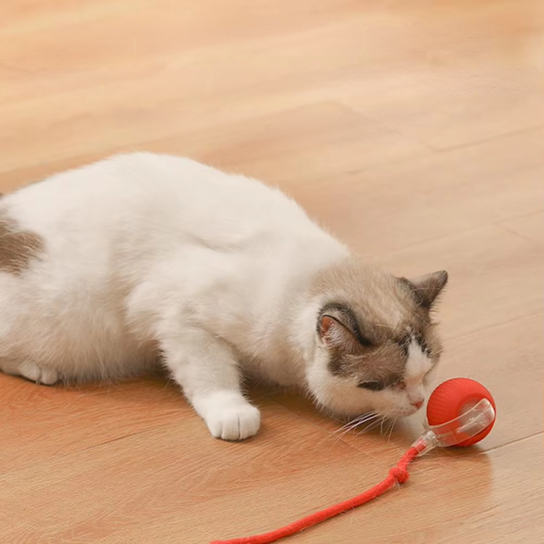 Pfoten FIT - Spaß und Fitness auch wenn Du nicht da bist: langlebiger und sicherer Spielball für die Katze, perfekt für drinnen und draußen.