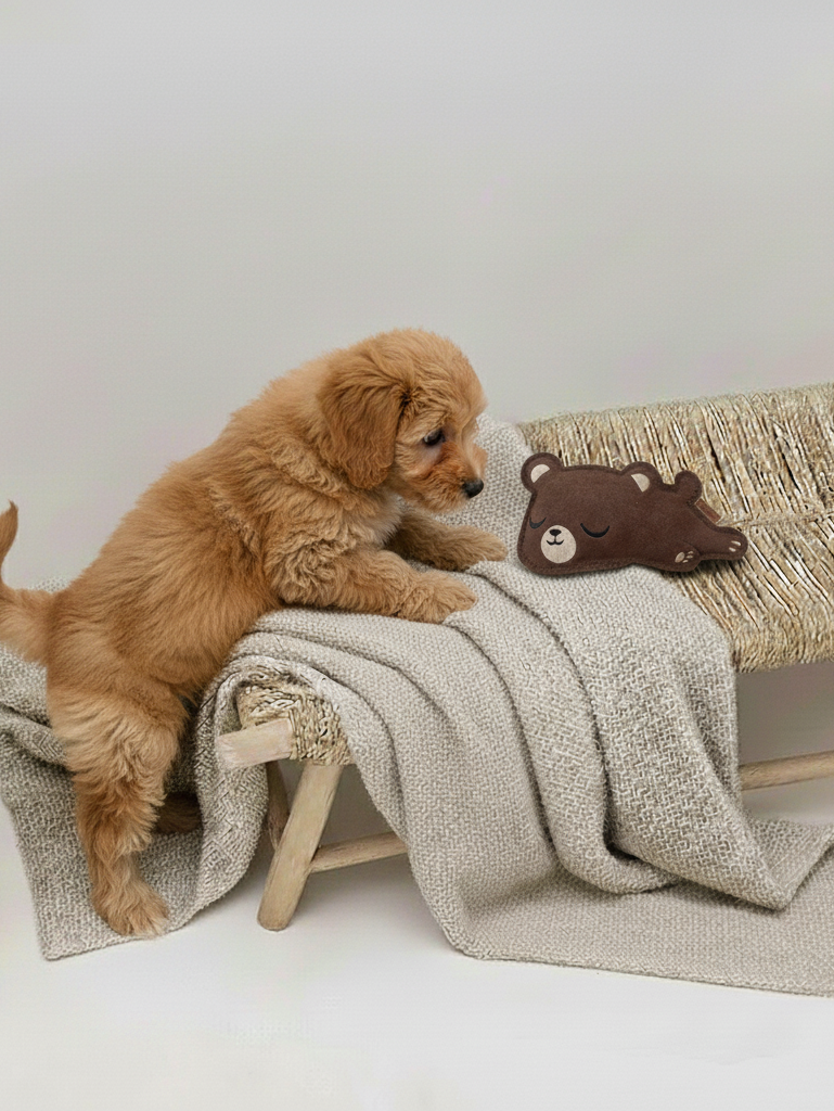 BUDDY Kleiner Bär – Hundespielzeug aus Leder