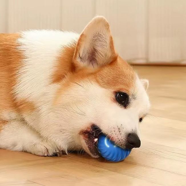 Der Rolliball Spielball in bunten Farben, der die Neugierde deines Hundes weckt.