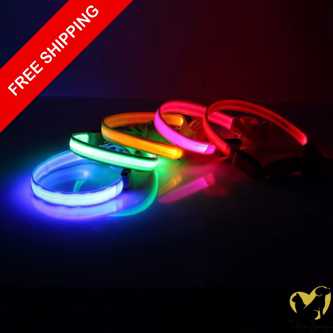 LED Hundeleine wiederaufladbar in einer stylishen Design, ideal für sichere nächtliche Spaziergänge mit deinem Hund.