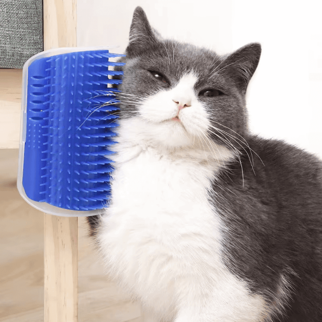 FELLZAUBER - Weniger Haare, weniger Bürsten, entspanntere Katze