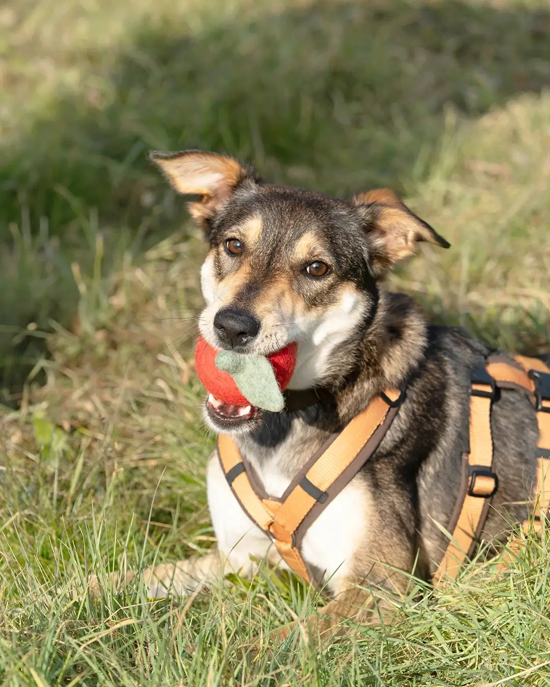 BUDDY. Hundespielzeug aus Wollfilz Apfel