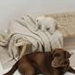 BUDDY Elefant – Hundespielzeug aus Leder