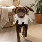 BUDDY Elefant – Hundespielzeug aus Leder