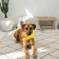 BUDDY. Hundespielzeug aus Leder Löwe