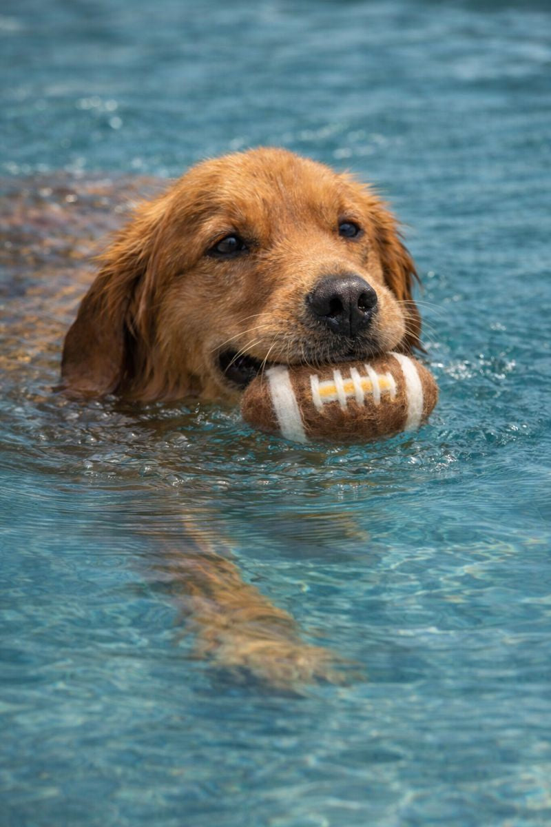 BUDDY Football – Hundespielzeug aus Schafwolle