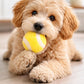 BUDDY Tennisball – Hundeball aus Schafwolle