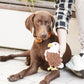 BUDDY Adler - Hundespielzeug aus Leder