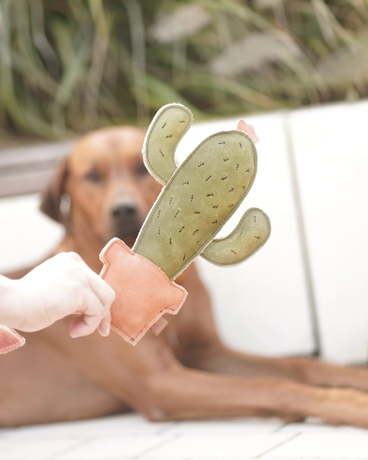 BUDDY Kaktus - Hundespielzeug aus Leder
