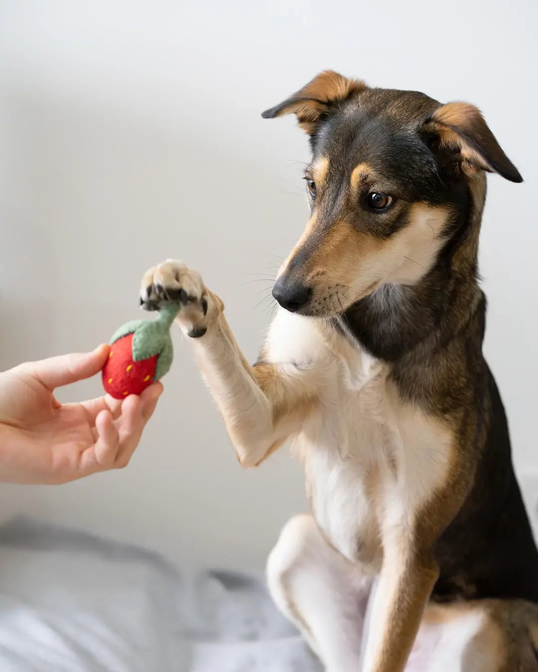 BUDDY. Hundespielzeug aus Wollfilz Erdbeere