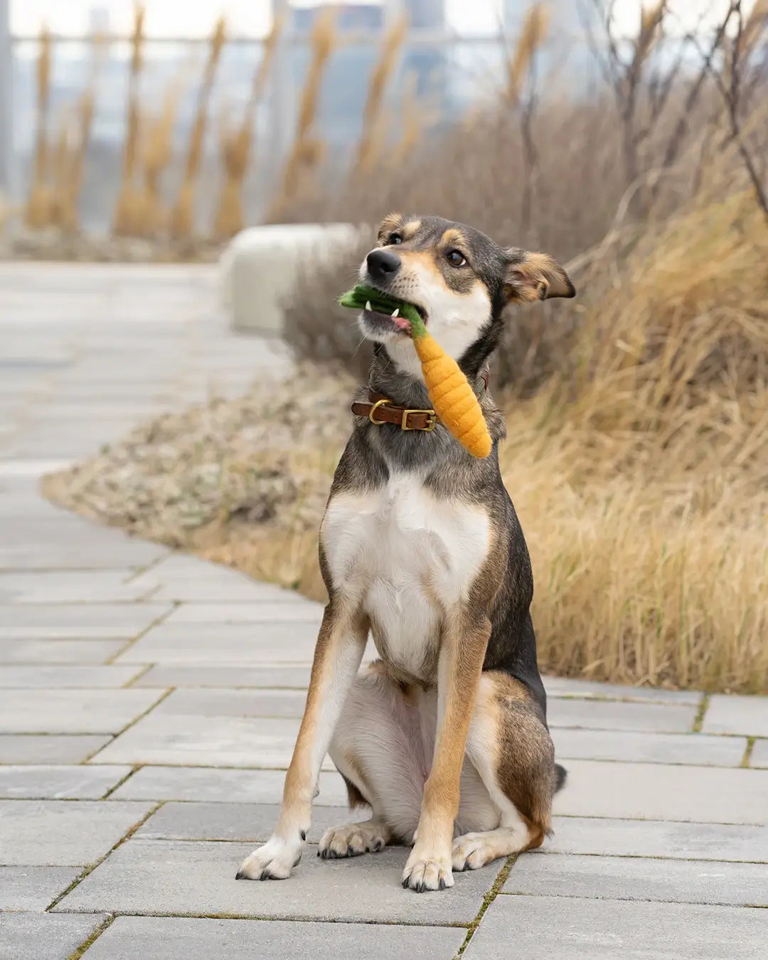KAROTTE BUDDY. Hundespielzeug aus Wollfilz - natürlich schadstofffrei und ohne Quietscher