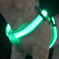 Hund trägt ein USB wiederaufladbares LED Hundegeschirr, gut sichtbar im Dunkeln während eines Spaziergangs