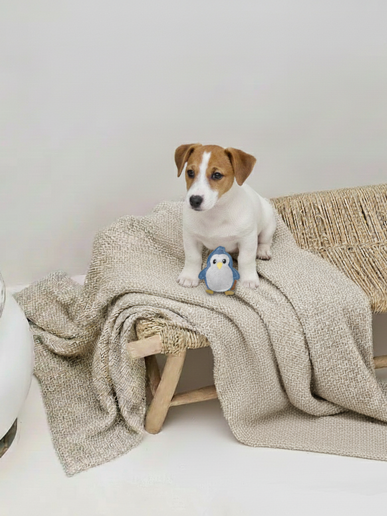 BUDDY. Hundespielzeug aus Leder Kleiner Pinguin