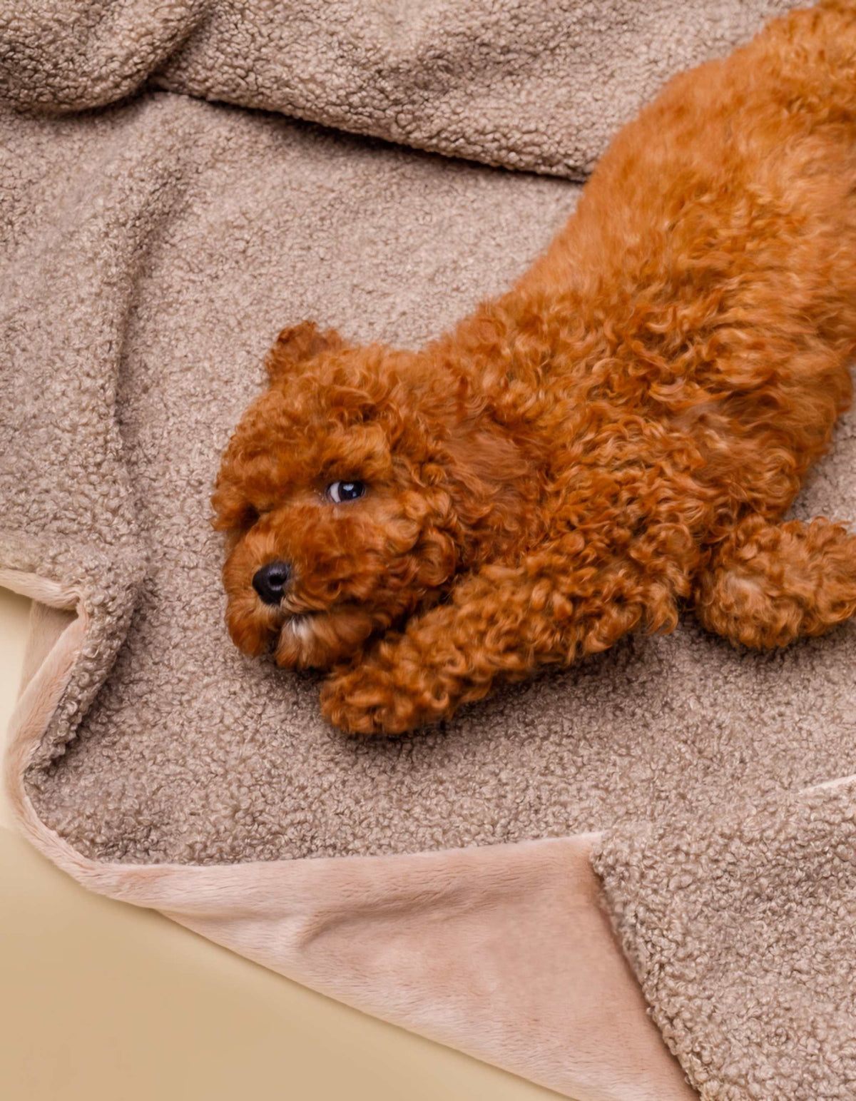Kuscheldecke MINKY gemütlich und umweltfreundlich aus recycelten PET - Hundedeck