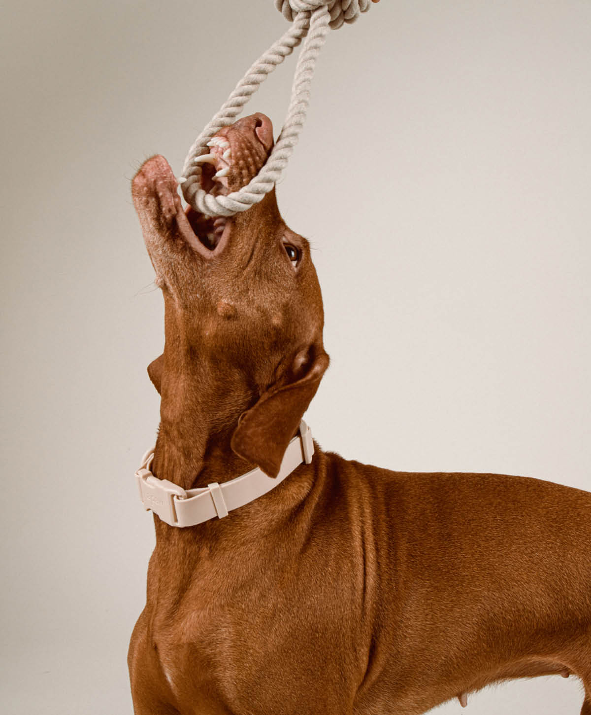 PLAY Set - Hundespielzeug zum Apportieren, Zerren und Werfen