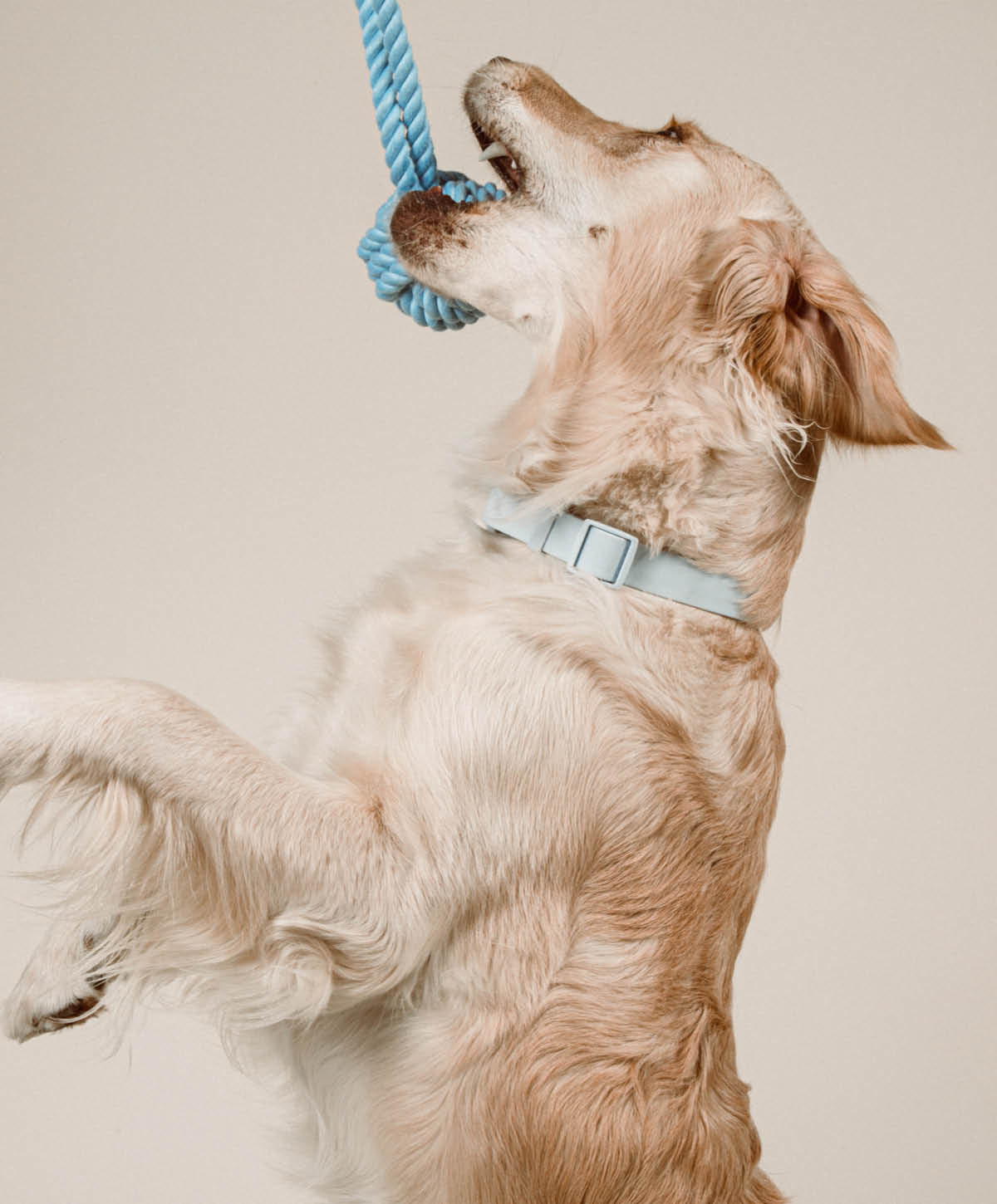 PLAY Set - Hundespielzeug zum Apportieren, Zerren und Werfen