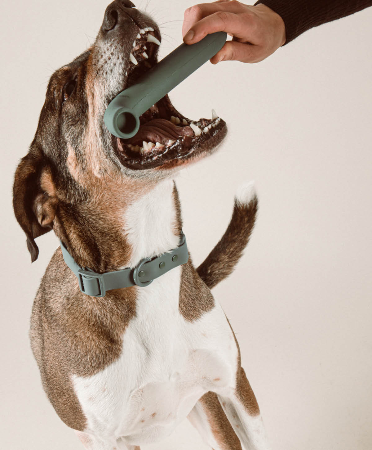 PLAY Set - Hundespielzeug zum Apportieren, Zerren und Werfen