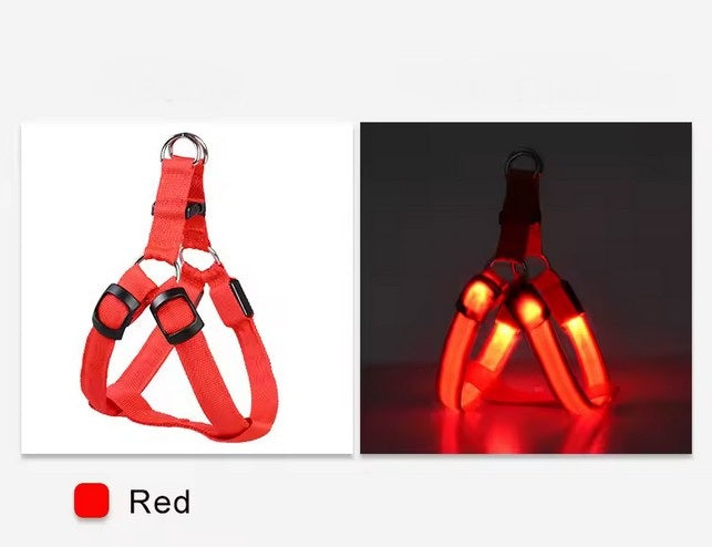 Schöner Hund im USB wiederaufladbaren LED Hundegeschirr beim Spielen im Garten, gut sichtbar in der Nacht
