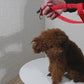 USB wiederaufladbares LED Hundegeschirr - leuchtendes Hundegeschirr