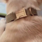 Hundehalsband personalisiert mit hochwertiger Gravur inkl. Leine