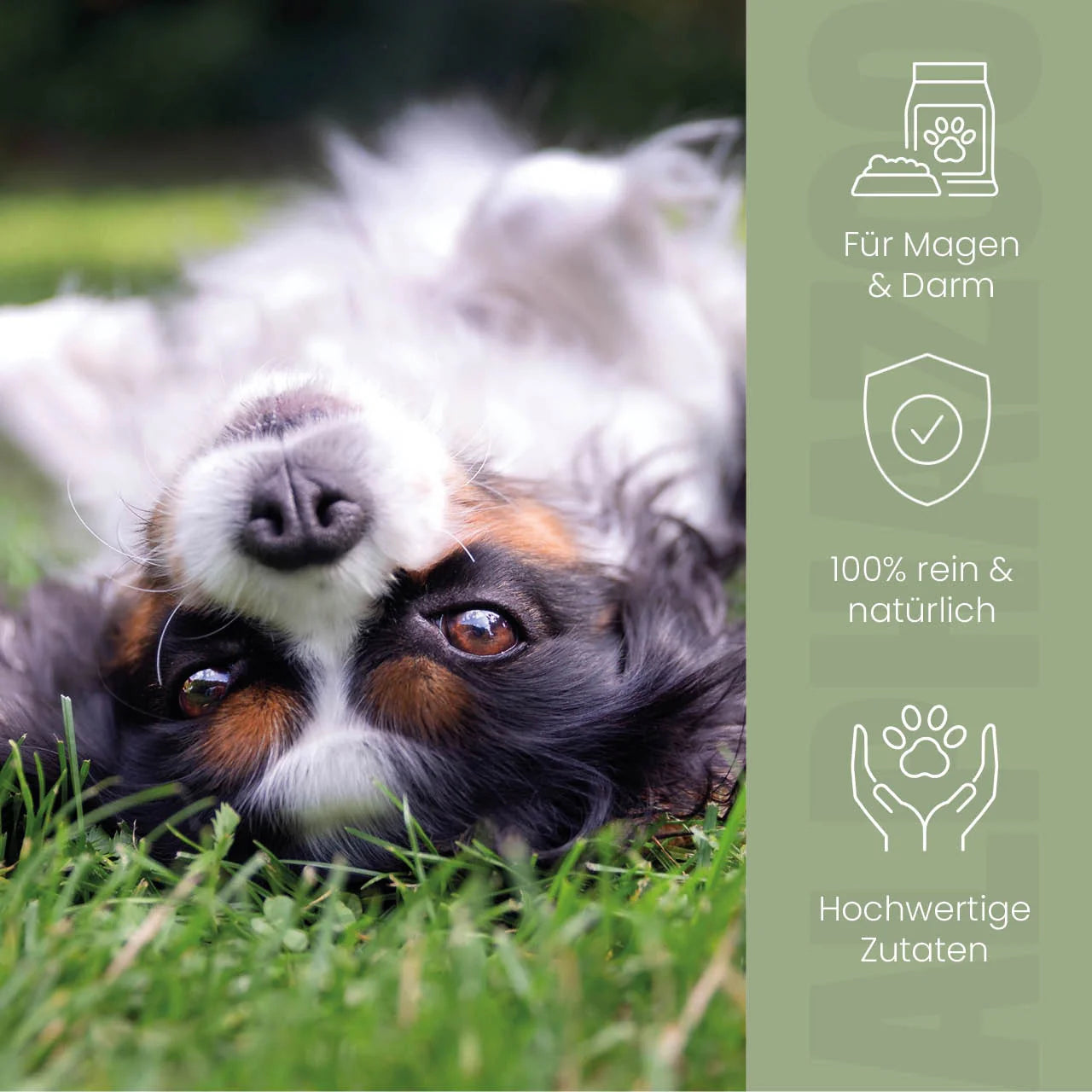 Pupsbremse Futteröl für Hunde - Leinöl, Hanföl & Kürbiskernöl für sensible Hundebäuche