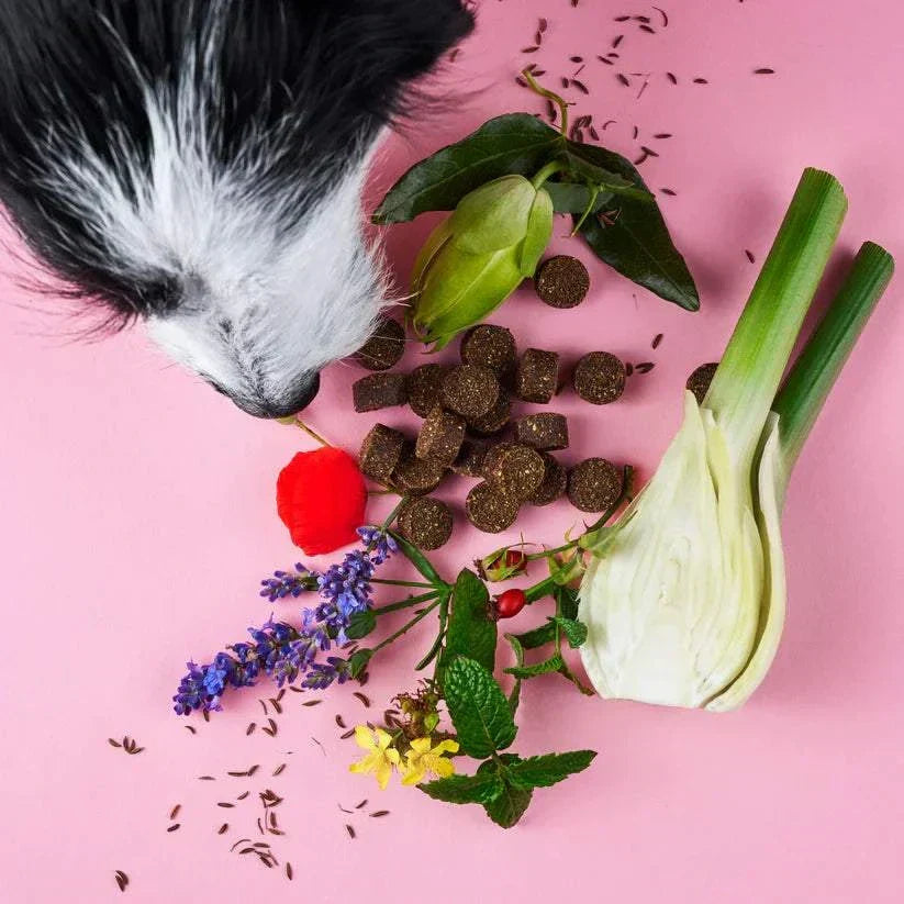 Chillout DROPS zur sanften Beruhigung und Entspannung von Tierliebhaber